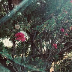 wallflower