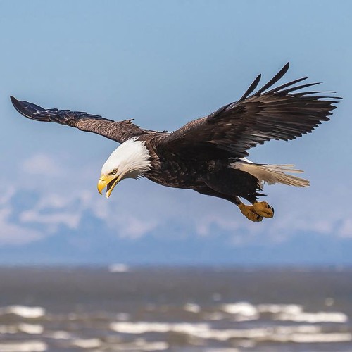 Sparta Soaring Pulse Base