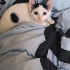 Don’t Start Now Shine x Goscat Remix