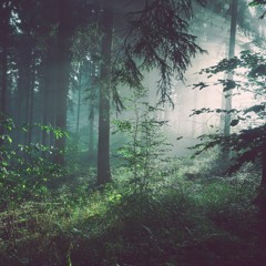 Sonidos Ambientales Del Bosque