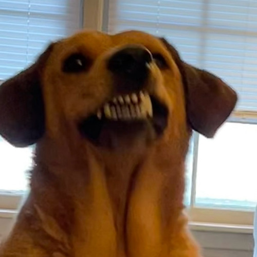 dhogg