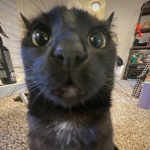I’m not a vampire