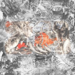 z. m 009 [05.2024]