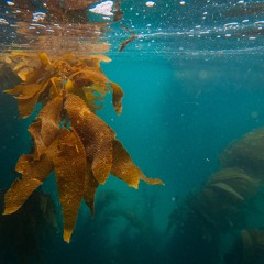 Swaying In Unknowability