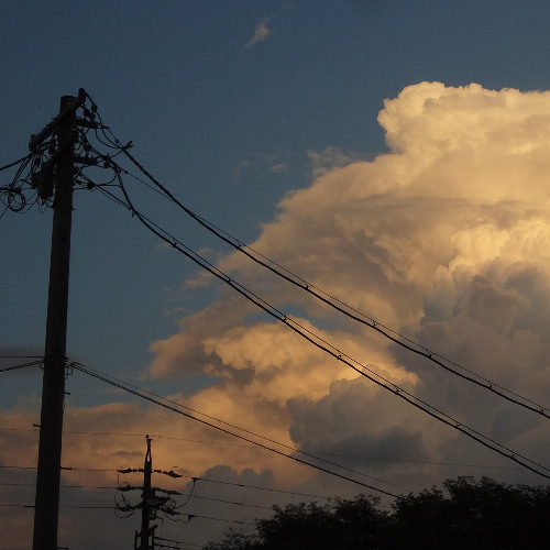 wilted w/ acres, leah summers