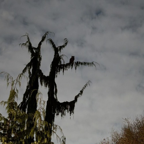 On That Dark and Holy Night