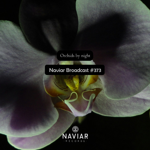 Naviar Broadcast #373 – Orchids by night – Wednesday 25th June 2025