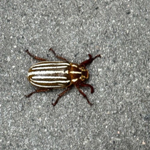 Rosethorn on 6th ST (INSTRUMENTAL).m4a