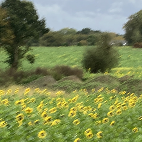les printemps