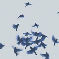 Blue bird