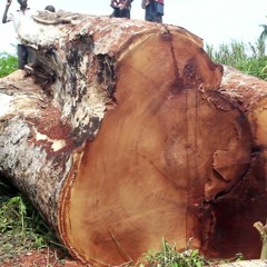 The exploitation of "MUFULA" species in the forests of Kasongo and Kibombo territories in Maniema