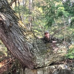Eastern Hemlock