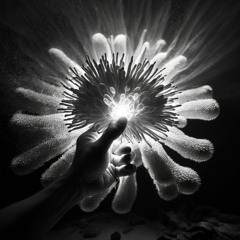 Shaking Hands With Anenome 10