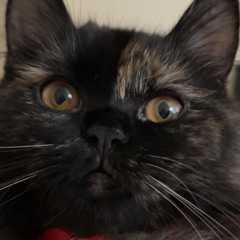 Just friends (walksidechalk &softpout1)