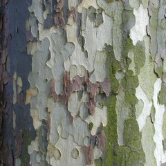 thorn