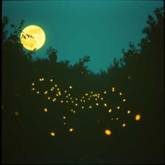 Faraway Love