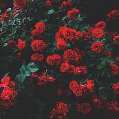 🌹-Roses-🌹