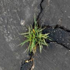 I Still Believe (In Trying)