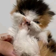 chlopaku