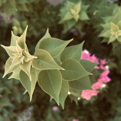 Bougainvillea