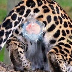 부랄꽁꽁2
