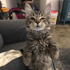 67* - run me yo blood