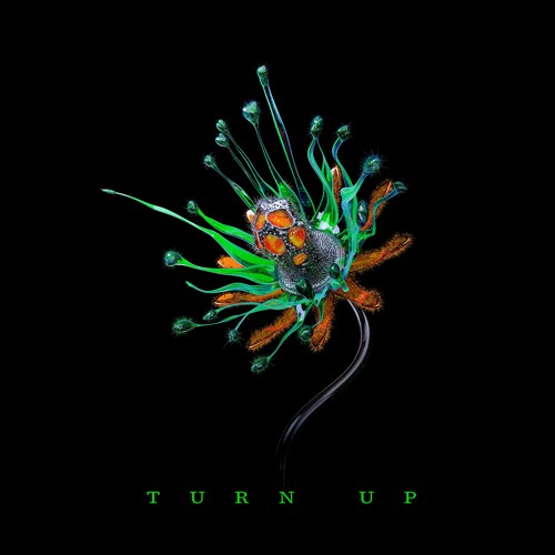 ØBSTN - Turn Up [𝑭𝑹𝑬𝑬 𝑫𝑳]