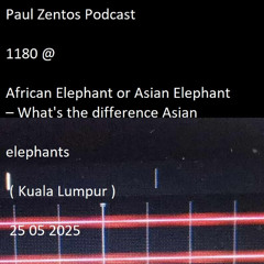 Paul Zentos Podcast 1180 @ African Elephant or Asian Elephant – What's the difference Asian elephants ( Kuala Lumpur ) 25 05 2025