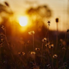 Gentle Breeze