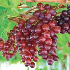 more grapes