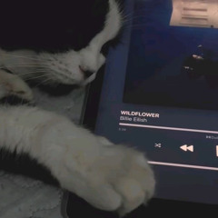 Wildflower sped up background vocals - billie