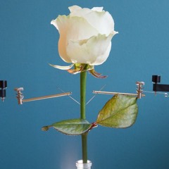 Brutal Waves w/ Huna - October 2021