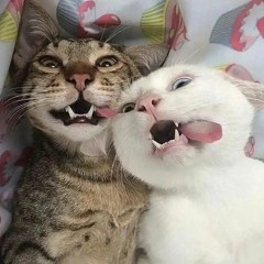 Em Có Bằng Lòng Về Quê Mẹ Cùng Anh _ Gau38 Remix