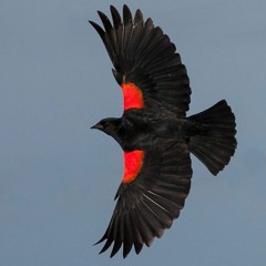 KRAE- THE RED WINGED BLACKBIRD
