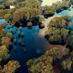 piano dédié à la mangrove