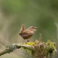 The Wren