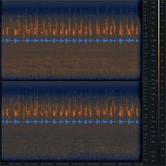 20230504 081618 CH Sihlwald Spinnerweg Song Thrush