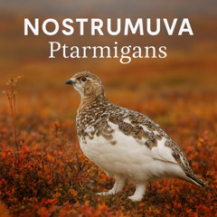Ptarmigans