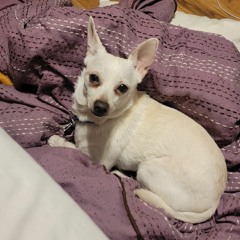 Song for a chihuahua