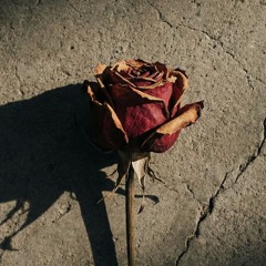Concrete Rose