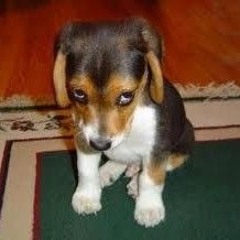 Poor Dog (prod. branwen)