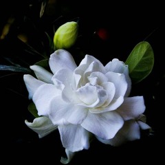 Out Of Bloom : Kuchinashi Edition