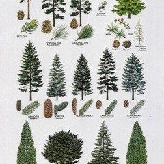 BalkanDisco (minimix)