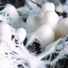 Underground Intelligence - score for choreography