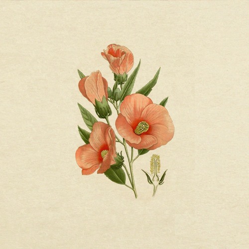 lilaclaza -  hibiscus