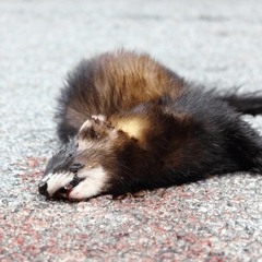 V8dareal556 & Wakanese -go to hell/FirstClass (krashahtkitty)