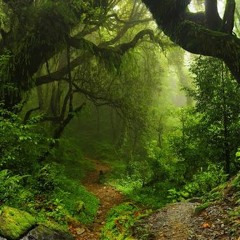 Organismus Regenwald