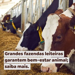 Grandes fazendas leiteiras garantem bem-estar animal; saiba mais (