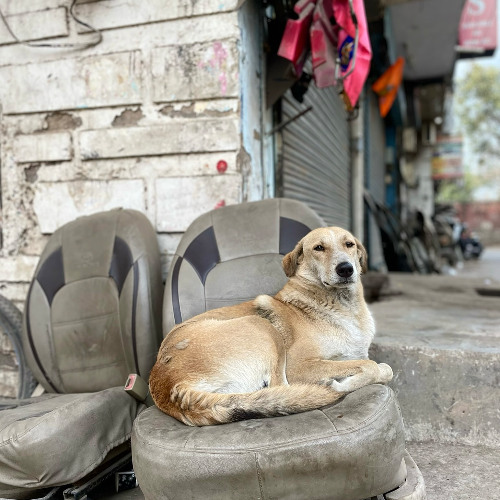 stuck in chandigarh
