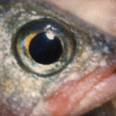 SLT Collective - Fish Eye